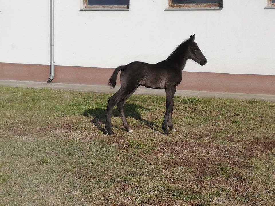 qltura csikó2019.jpg